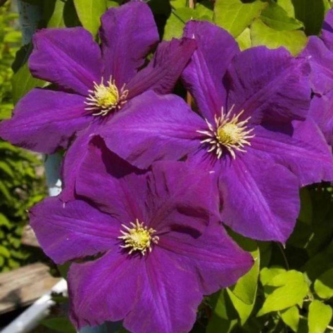 Powojnik Lech Kaczyński Clematis