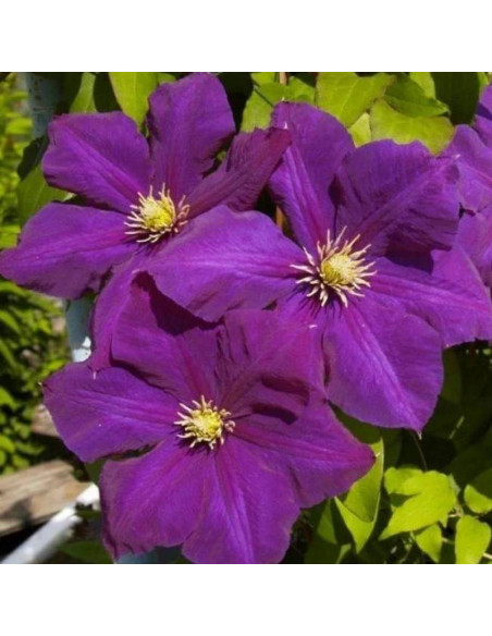 Powojnik Lech Kaczyński Clematis