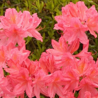 Azalia wielkokwiatowa Apple Blossom Rhododendron