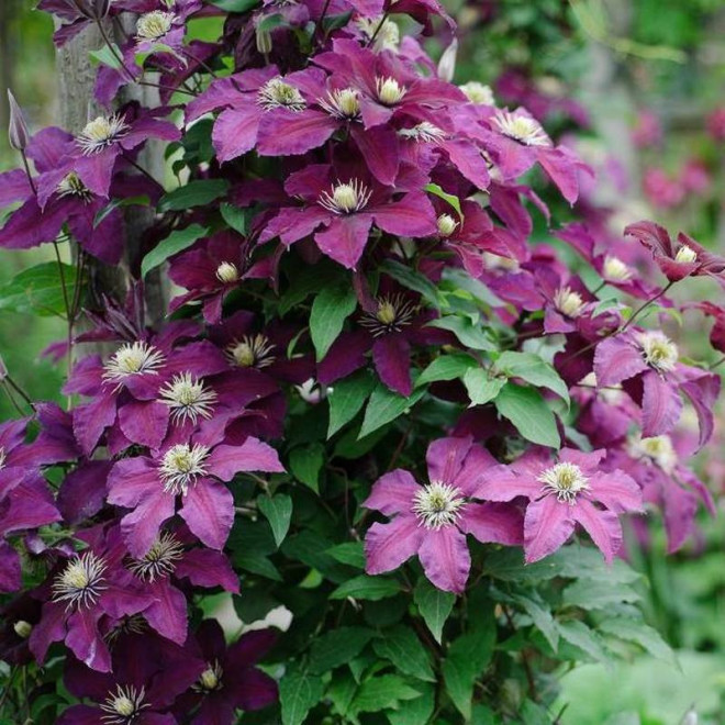 Lech Kaczyński Clematis Powojnik