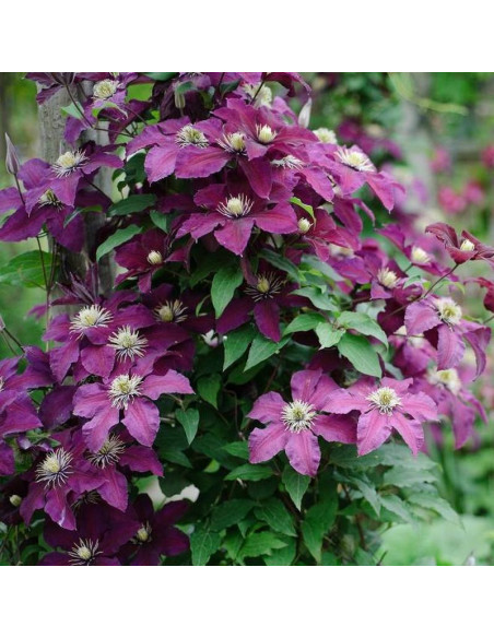 Lech Kaczyński Clematis Powojnik