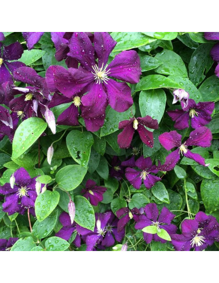Powojnik Clematis Lech Kaczyński