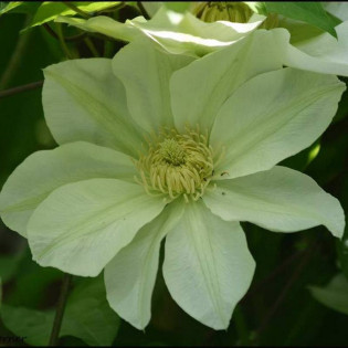 Powojnik Lemon Chiffon Clematis