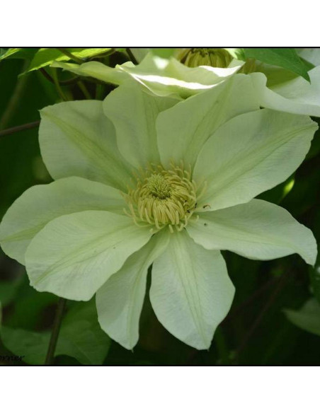 Powojnik Lemon Chiffon Clematis