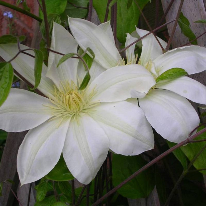 Clematis Powojnik Lemon Chiffon