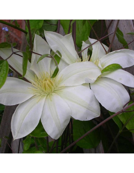 Clematis Powojnik Lemon Chiffon