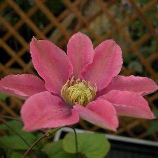 Little Mermaid Clematis Powojnik