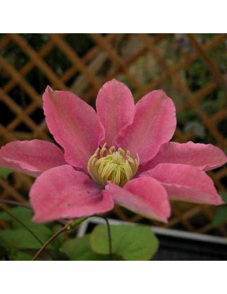 Little Mermaid Clematis Powojnik