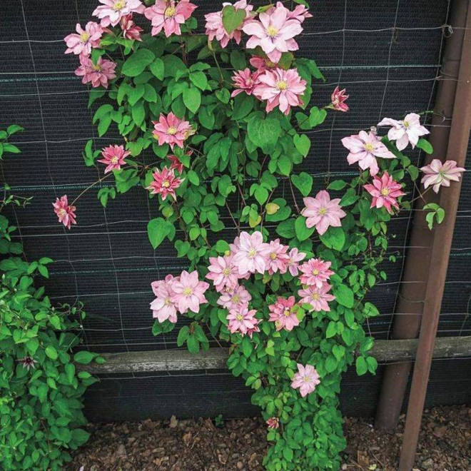 Powojnik Little Mermaid Clematis