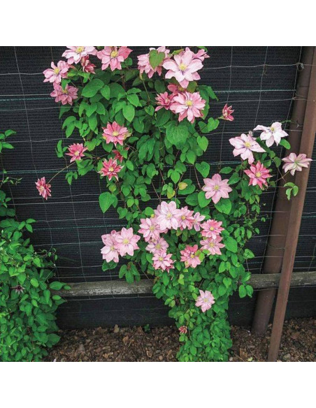 Powojnik Little Mermaid Clematis