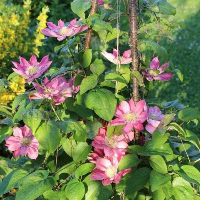 Clematis Powojnik Little Mermaid