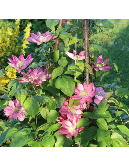 Clematis Powojnik Little Mermaid