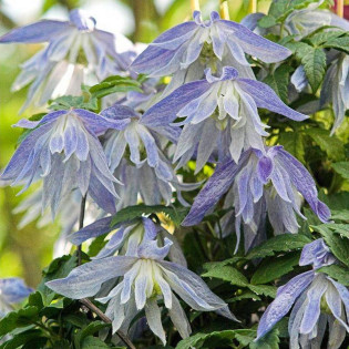 Powojnik Maidwell Hall Clematis