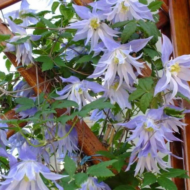 Maidwell Hall Clematis Powojnik