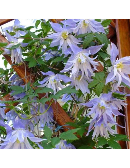 Maidwell Hall Clematis Powojnik