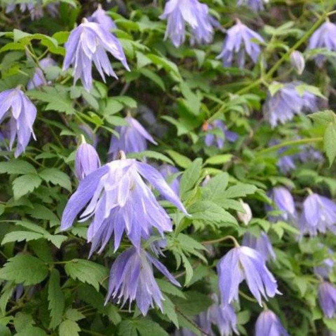 Powojnik Clematis Maidwell Hall