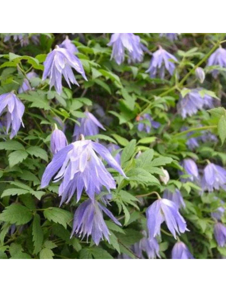Powojnik Clematis Maidwell Hall