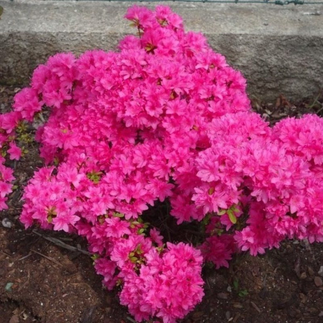 Azalia japońska Kermesina Rhododendron obtusum