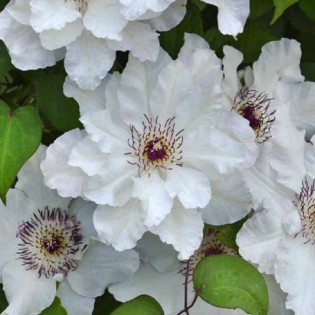 Powojnik Maria Kaczyńska Clematis