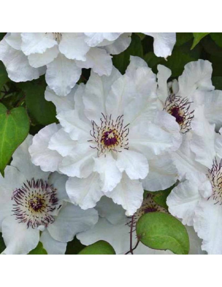 Powojnik Maria Kaczyńska Clematis