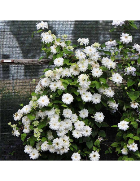 Maria Kaczyńska Clematis Powojnik