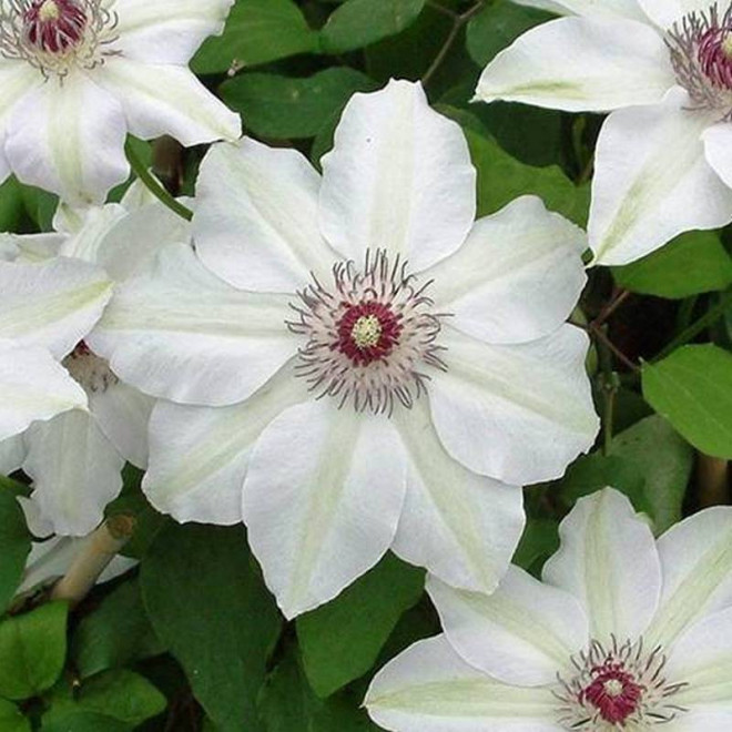 Powojnik Clematis Maria Kaczyńska
