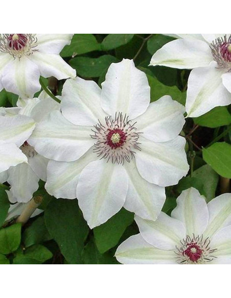 Powojnik Clematis Maria Kaczyńska
