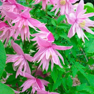 Powojnik Clematis Markham's Pink 2