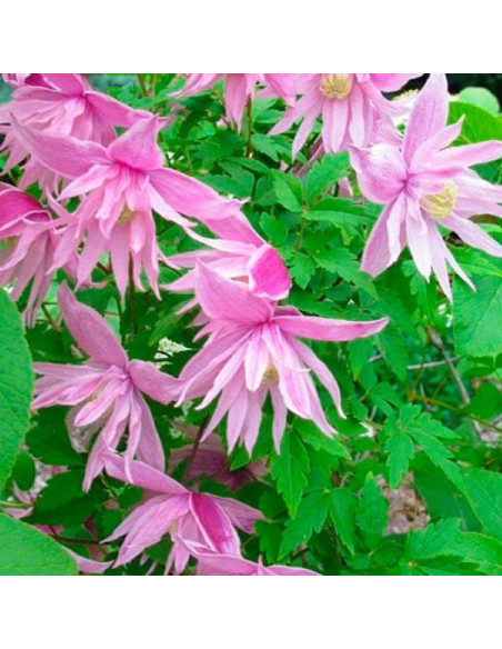 Markham's Pink Clematis Powojnik