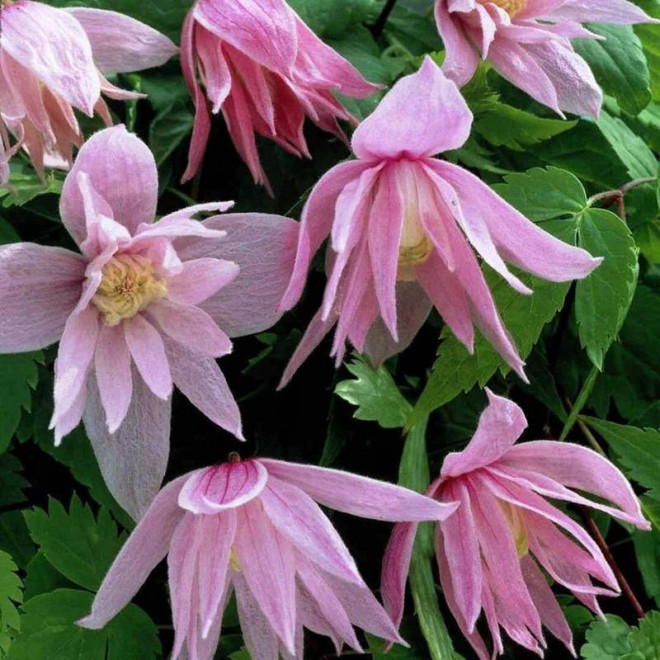 Powojnik Markham's Pink Clematis
