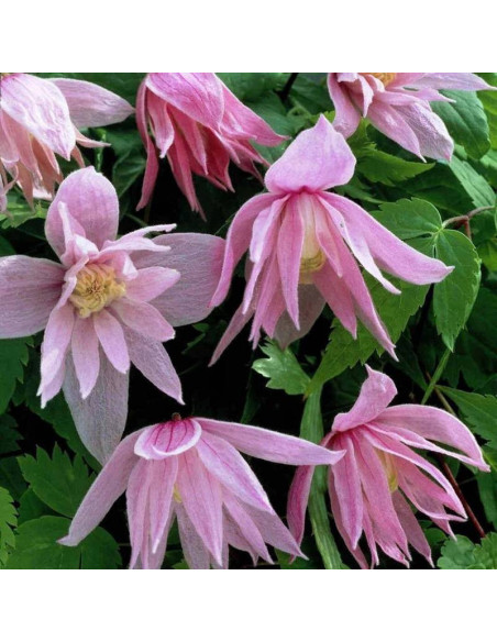 Powojnik Markham's Pink Clematis