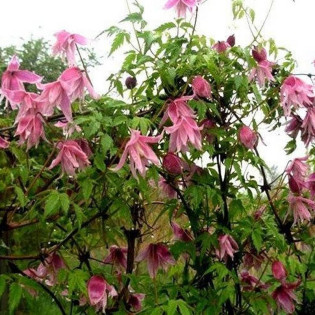 Powojnik Clematis Markham's Pink