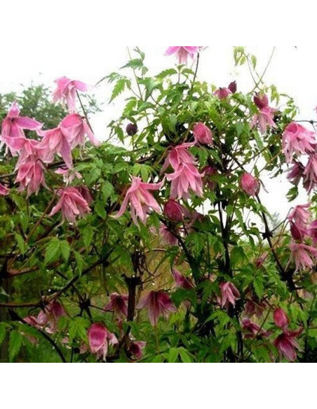 Powojnik Clematis Markham's Pink