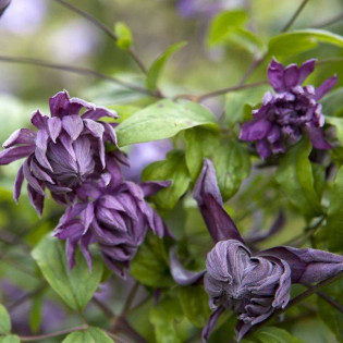 Powojnik Mary Rose Clematis