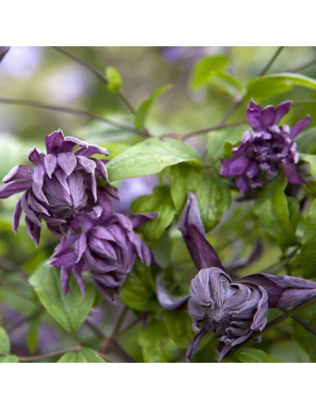 Powojnik Mary Rose Clematis