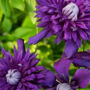 Powojnik Mary Rose Clematis 2