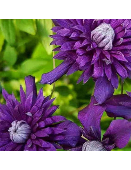 Mary Rose Clematis Powojnik