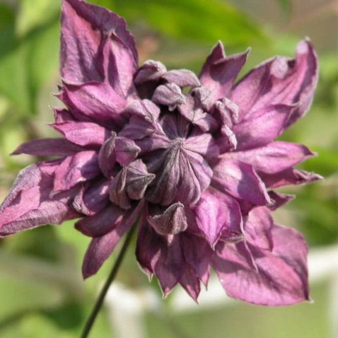 Powojnik Clematis Mary Rose