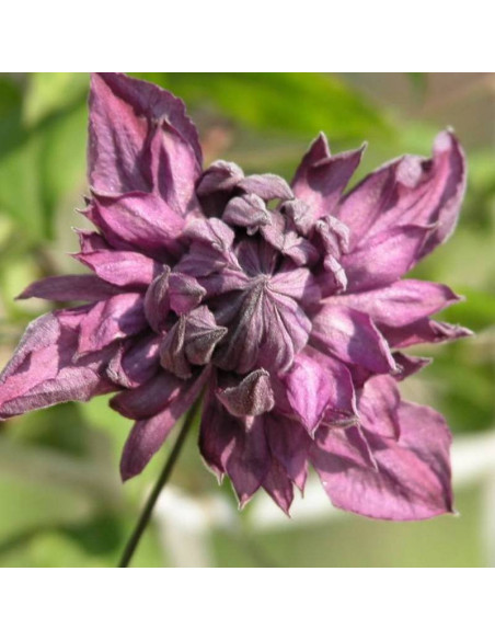 Powojnik Clematis Mary Rose