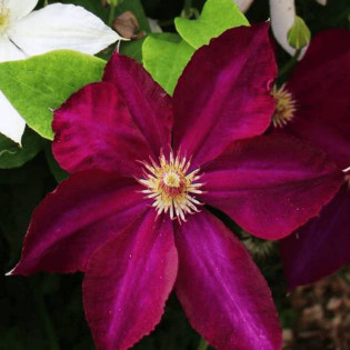 Mazowsze Clematis Powojnik