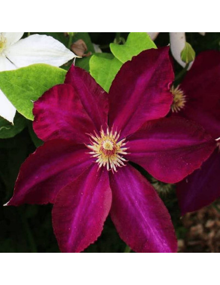 Mazowsze Clematis Powojnik