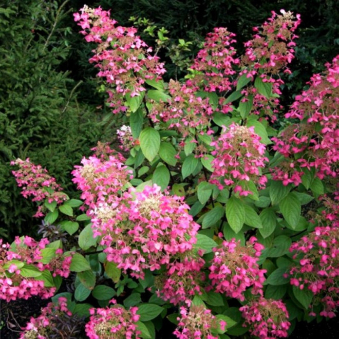 Hortensja bukietowa Ruby Hydrangea paniculata