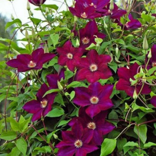 Mazowsze Clematis Powojnik 2