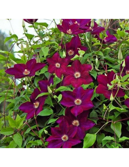 Powojnik Mazowsze Clematis