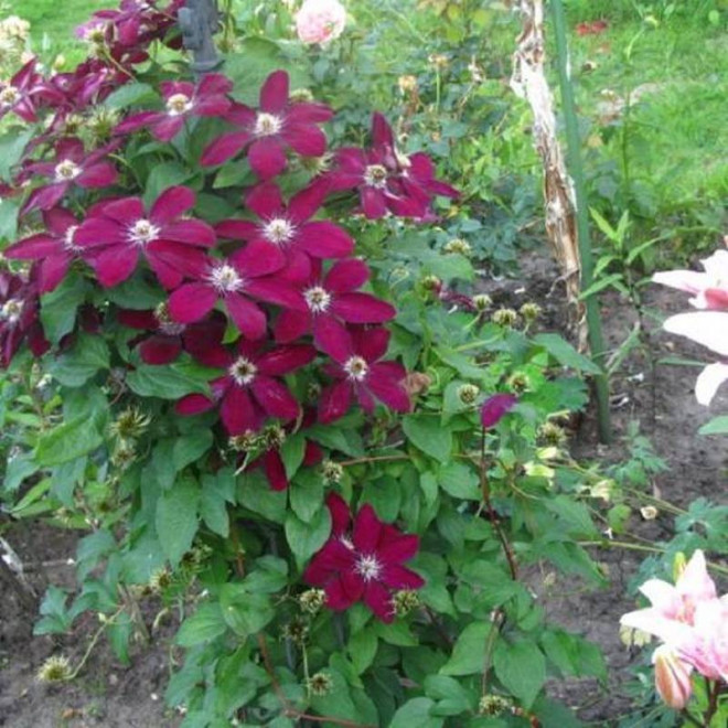 Powojnik Clematis Mazowsze