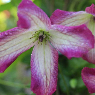 Powojnik Minuet Clematis Minuet
