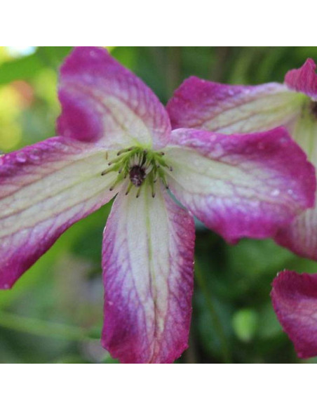 Powojnik Minuet Clematis Minuet