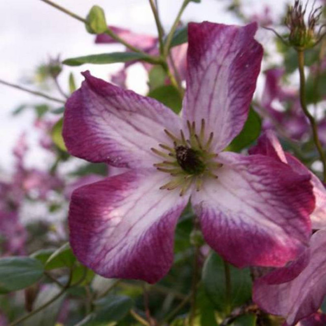Minuet Clematis Minuet Powojnik