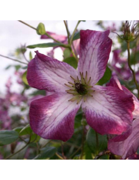 Minuet Clematis Minuet Powojnik