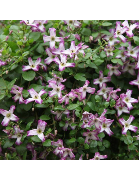 Powojnik Minuet Minuet Clematis